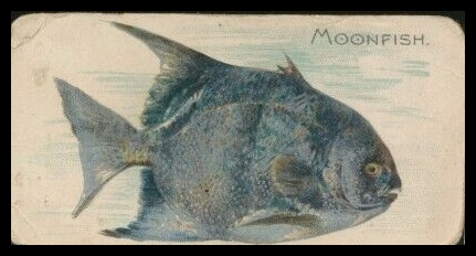E32 Moonfish.jpg
